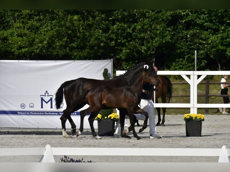 Mecklenburger warmbloed Hengst 1 Jaar Bruin in Penzlin