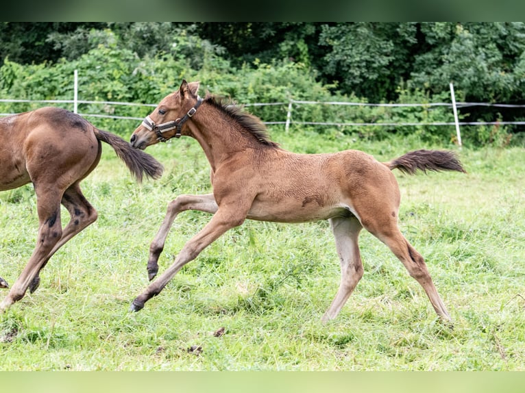 Mecklenburger warmbloed Hengst 1 Jaar Donkerbruin in Luckau + Redefin