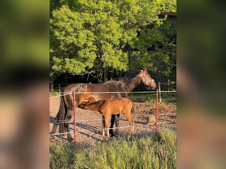 Mecklenburger warmbloed Hengst 1 Jaar Donkerbruin in Redefin