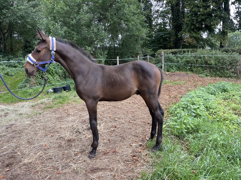 Mecklenburger warmbloed Hengst 1 Jaar Donkerbruin in Redefin