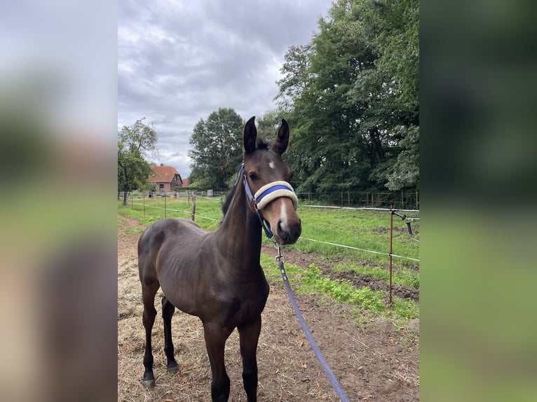 Mecklenburger warmbloed Hengst 1 Jaar Donkerbruin in Redefin
