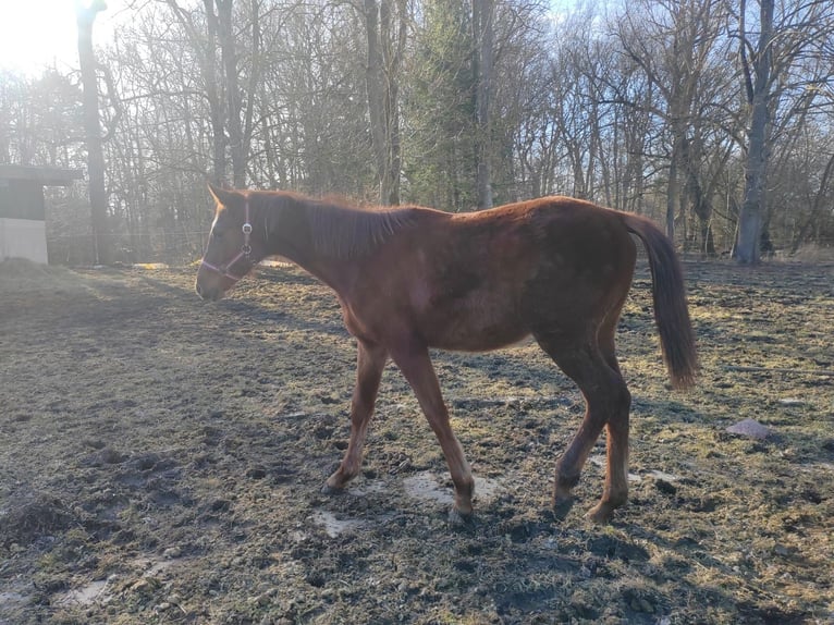 Mecklenburger warmbloed Hengst 1 Jaar Vos in Grimmen