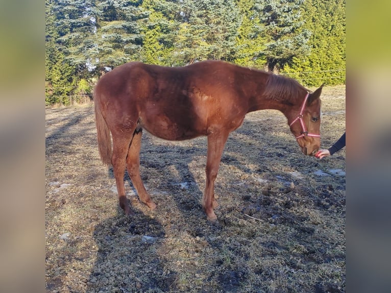Mecklenburger warmbloed Hengst 1 Jaar Vos in Grimmen