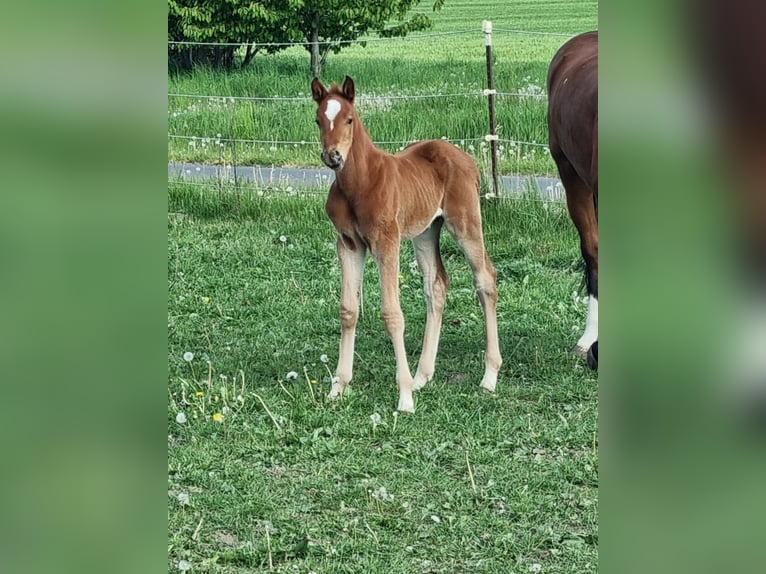 Mecklenburger warmbloed Hengst 1 Jaar Vos in Grimmen