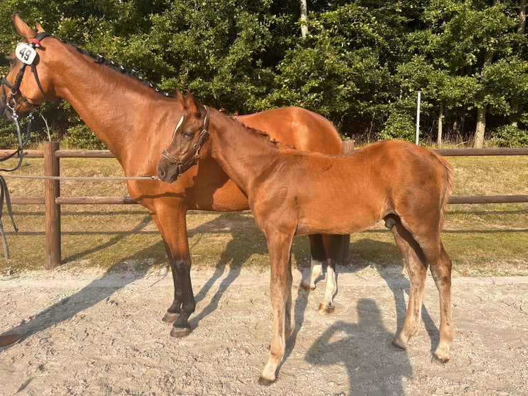Mecklenburger warmbloed Hengst 1 Jaar Vos in Grimmen