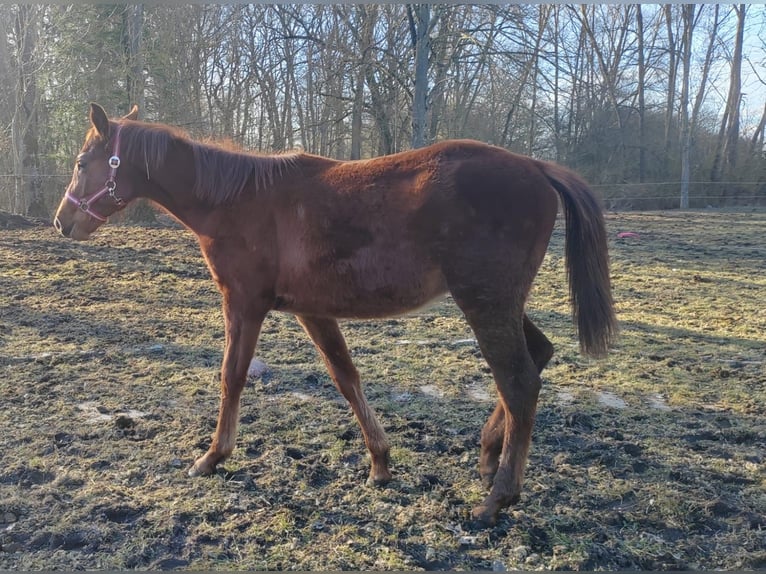 Mecklenburger warmbloed Hengst 1 Jaar Vos in Grimmen