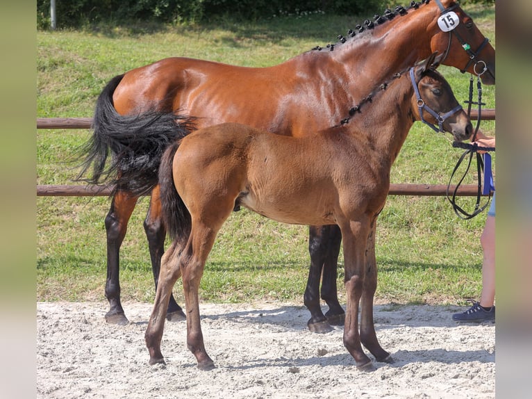 Mecklenburger warmbloed Hengst 1 Jaar Zwartbruin in Eldena