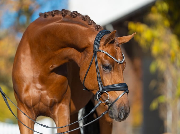 Mecklenburger warmbloed Hengst 2 Jaar 165 cm Vos in Redefin