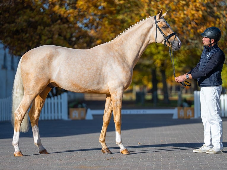 Mecklenburger warmbloed Hengst 2 Jaar 168 cm Palomino in Redefin
