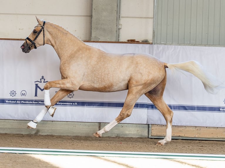 Mecklenburger warmbloed Hengst 2 Jaar 168 cm Palomino in Redefin
