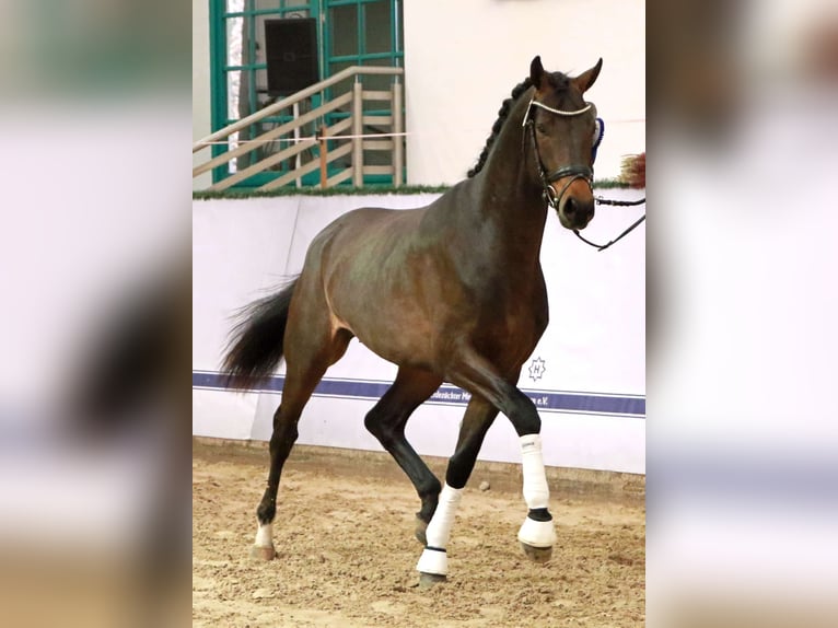 Mecklenburger warmbloed Hengst 2 Jaar 170 cm Zwartbruin in P&#xF6;lchow