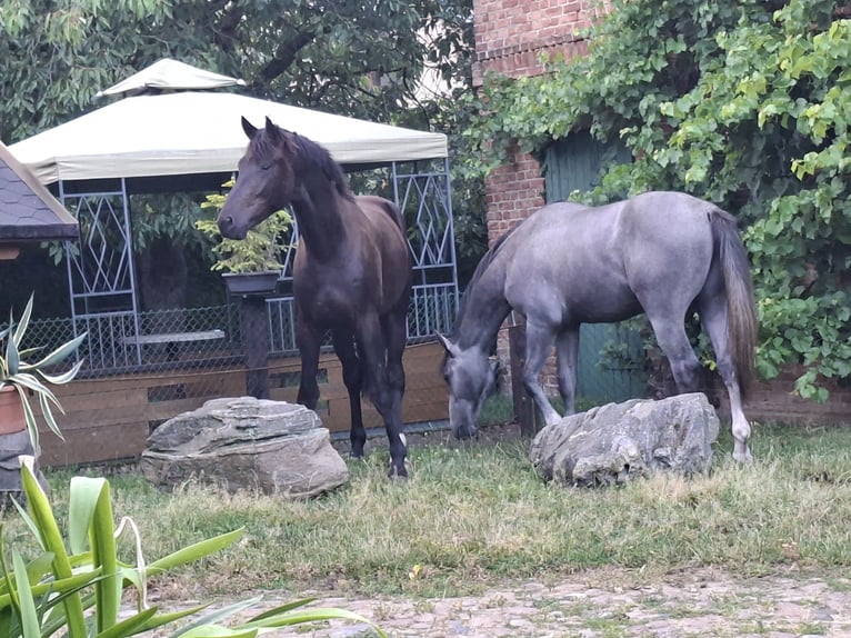 Mecklenburger warmbloed Hengst 2 Jaar 170 cm Zwartbruin in Völschow