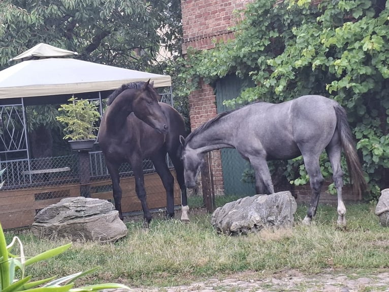 Mecklenburger warmbloed Hengst 2 Jaar 170 cm Zwartbruin in Völschow