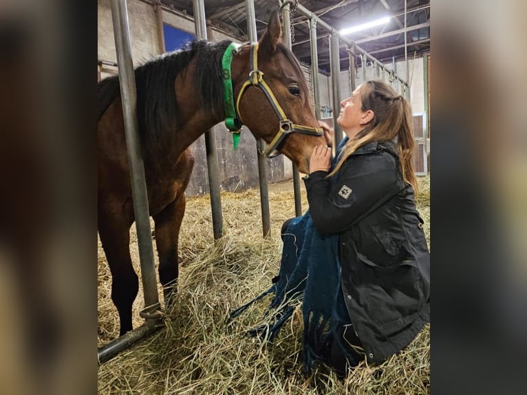 Mecklenburger warmbloed Hengst 2 Jaar Bruin in Redefin