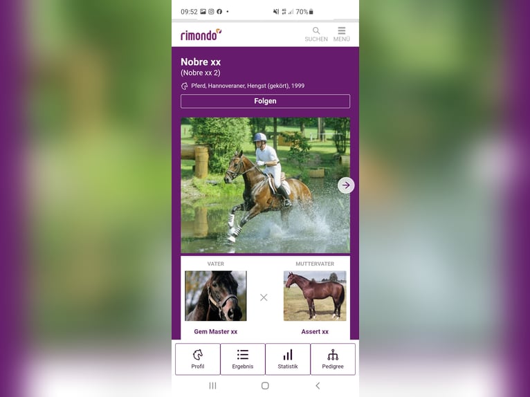 Mecklenburger warmbloed Hengst 2 Jaar Bruin in Luckau