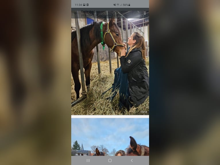 Mecklenburger warmbloed Hengst 2 Jaar Bruin in Luckau