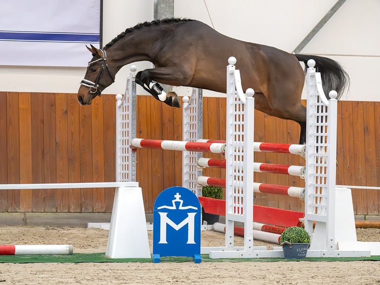 Mecklenburger warmbloed Hengst 2 Jaar Donkerbruin in Rostock