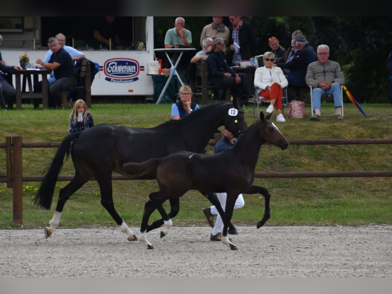 Mecklenburger warmbloed Hengst 2 Jaar Zwartbruin in Wardow