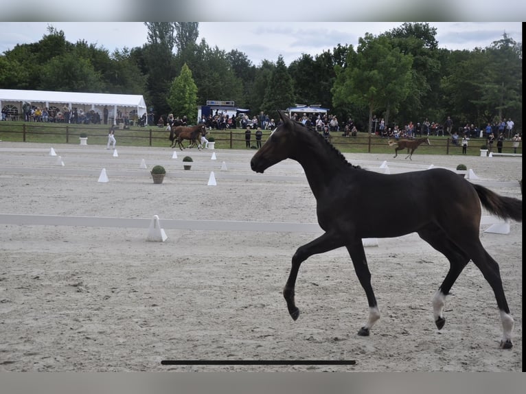 Mecklenburger warmbloed Hengst 2 Jaar Zwartbruin in Wardow