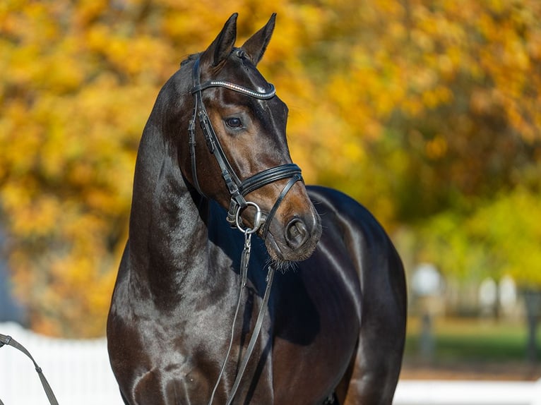 Mecklenburger warmbloed Hengst 3 Jaar 162 cm Zwartbruin in Redefin
