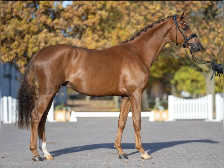 Mecklenburger warmbloed Hengst 3 Jaar 166 cm Vos in Stolberg (Rheinland)