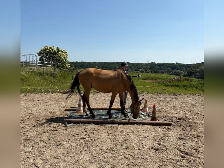 Mecklenburger warmbloed Hengst 3 Jaar 167 cm Buckskin in Reinshagen