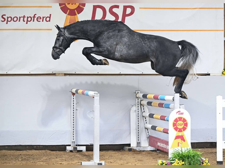 Mecklenburger warmbloed Hengst 3 Jaar 172 cm Schimmel in Gomadingen