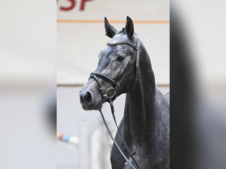 Mecklenburger warmbloed Hengst 3 Jaar 172 cm Schimmel in Gomadingen