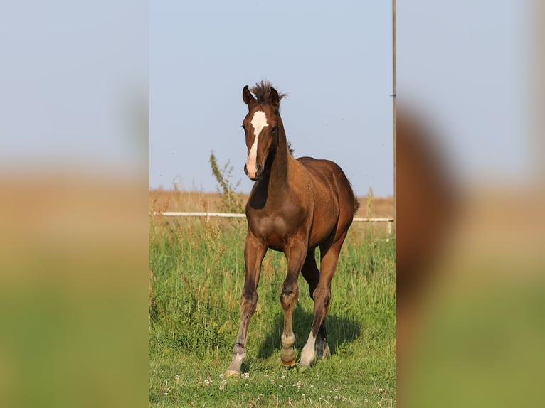 Mecklenburger warmbloed Mix Hengst veulen (04/2024) 165 cm Bruin in Dargen