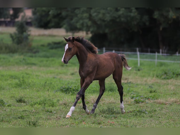 Mecklenburger warmbloed Mix Hengst veulen (04/2024) 165 cm Bruin in Dargen