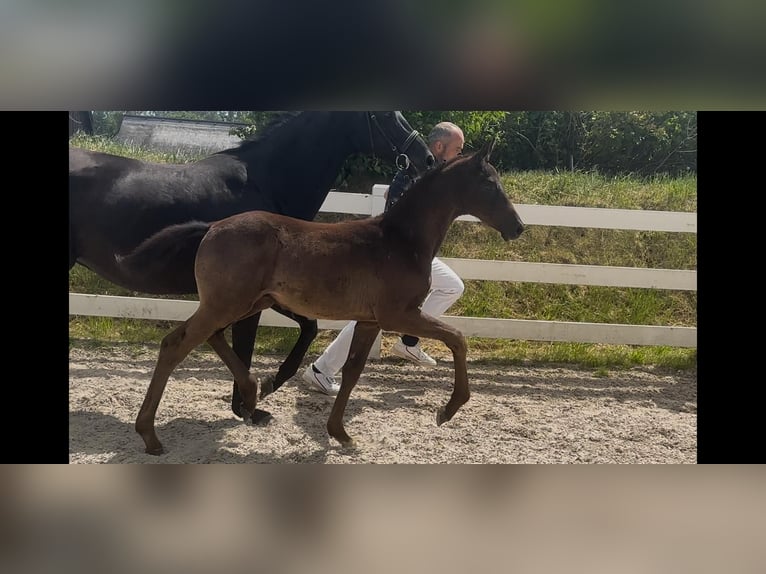 Mecklenburger warmbloed Hengst Veulen (04/2025) 167 cm Zwart in Ulrichshorst