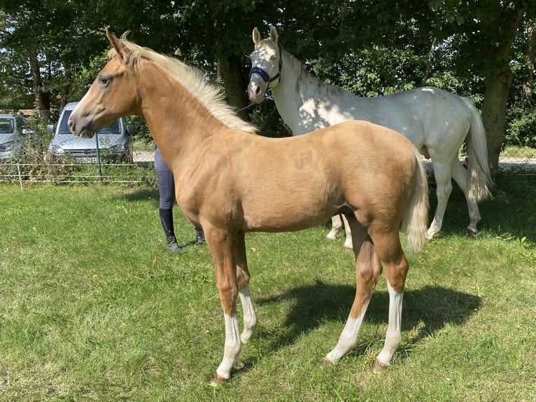 Mecklenburger warmbloed Hengst veulen (04/2024) 168 cm Palomino in Weitenhagen