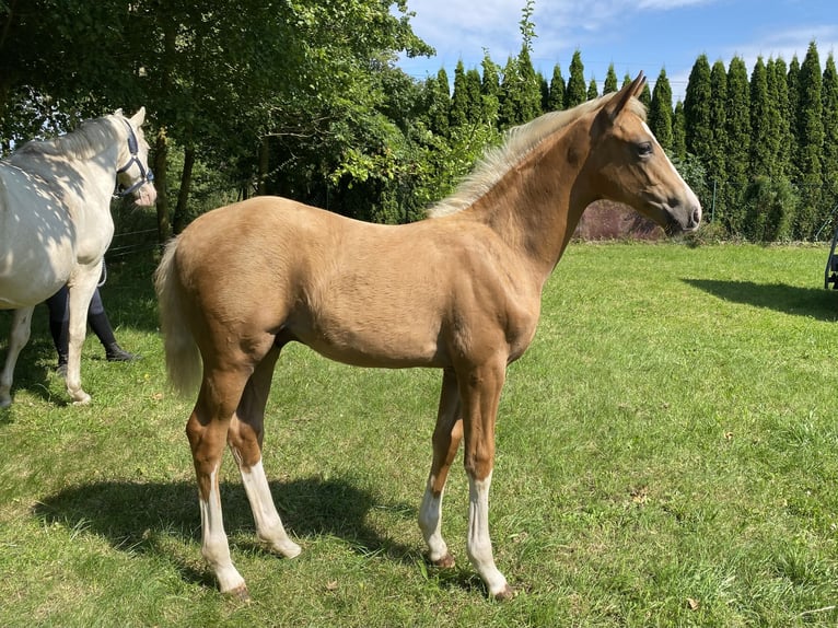 Mecklenburger warmbloed Hengst veulen (04/2024) 168 cm Palomino in Weitenhagen