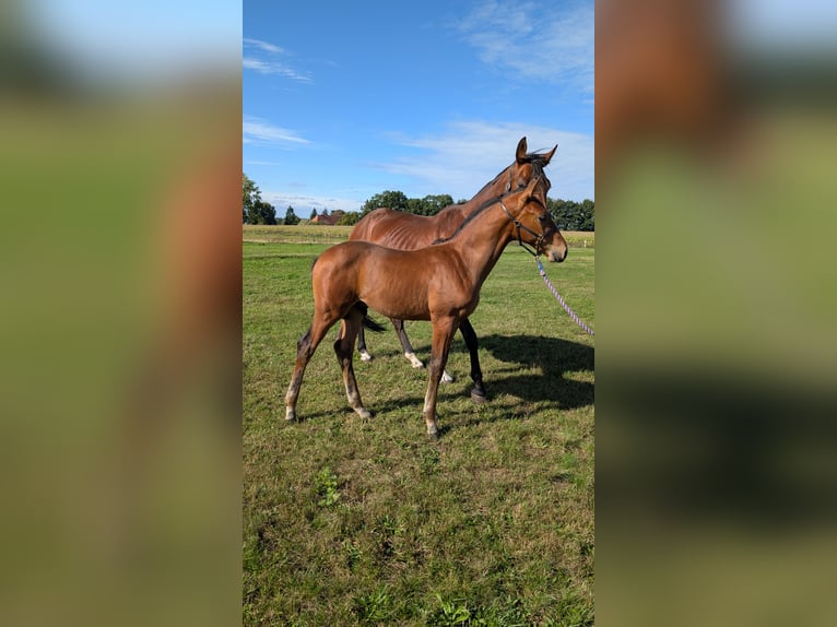 Mecklenburger warmbloed Hengst Veulen (06/2025) 169 cm Bruin in Picher