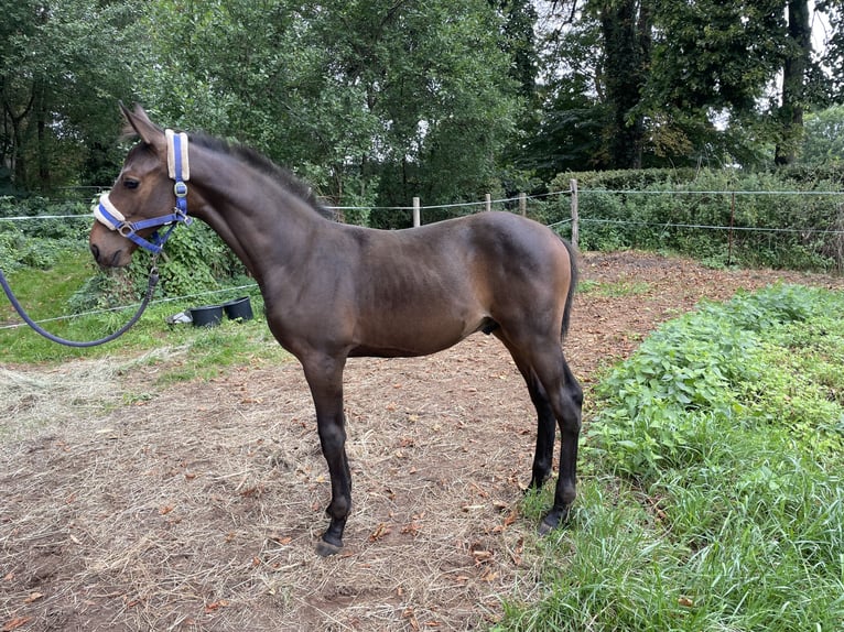 Mecklenburger warmbloed Hengst Veulen (04/2025) 170 cm Donkerbruin in Redefin