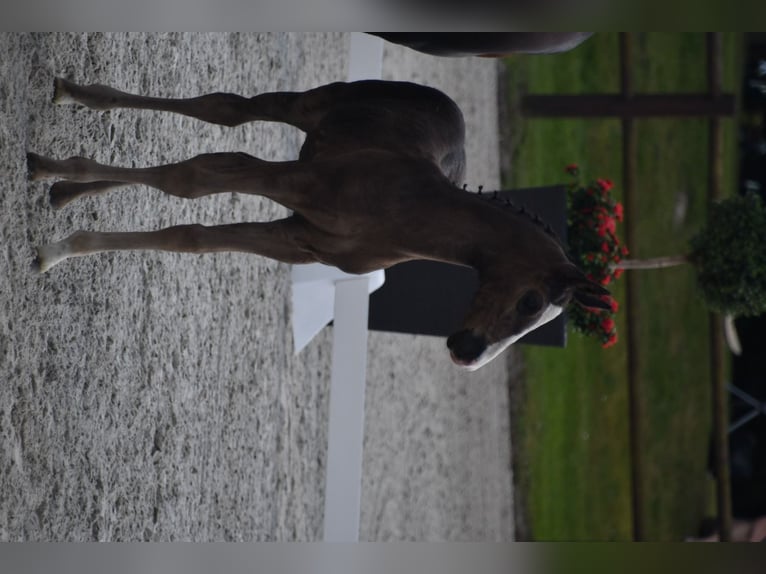 Mecklenburger warmbloed Hengst veulen (06/2024) 170 cm Zwart in Röbel