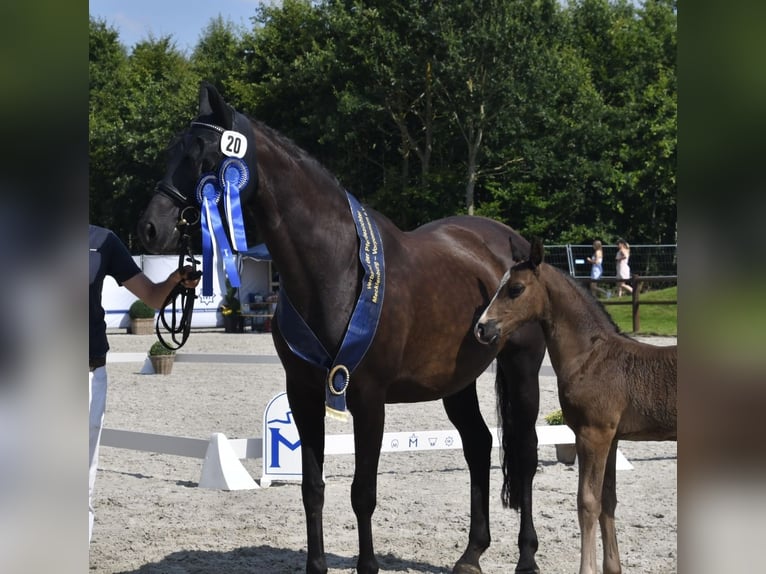 Mecklenburger warmbloed Hengst veulen (06/2024) 170 cm Zwart in Röbel