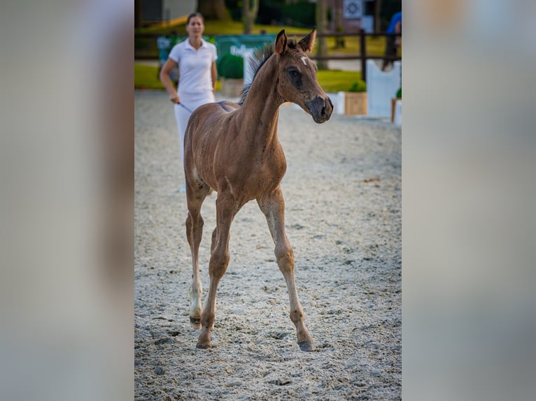 Mecklenburger warmbloed Hengst Veulen (05/2026) 170 cm Zwart in Papenhagen