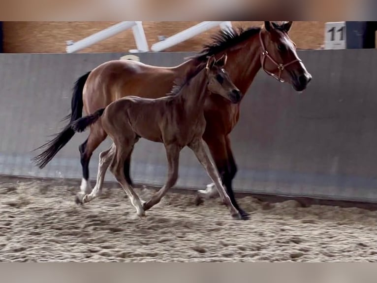 Mecklenburger warmbloed Hengst Veulen (05/2026) 170 cm Zwart in Papenhagen
