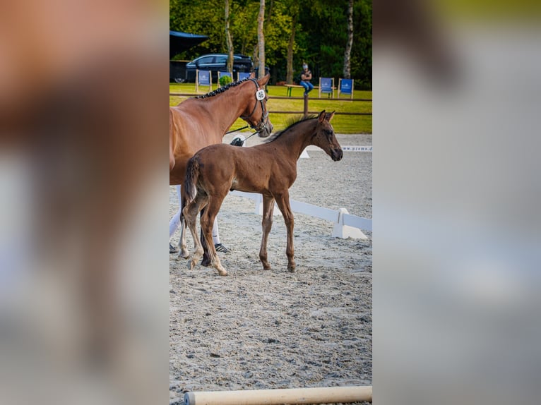 Mecklenburger warmbloed Hengst Veulen (05/2026) 170 cm Zwart in Papenhagen
