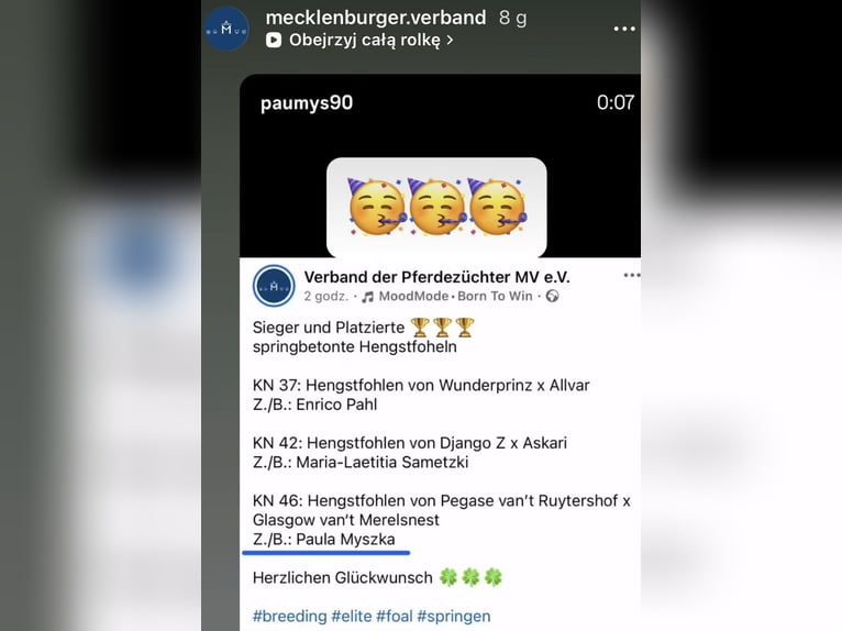 Mecklenburger warmbloed Hengst Veulen (05/2026) 170 cm Zwart in Papenhagen
