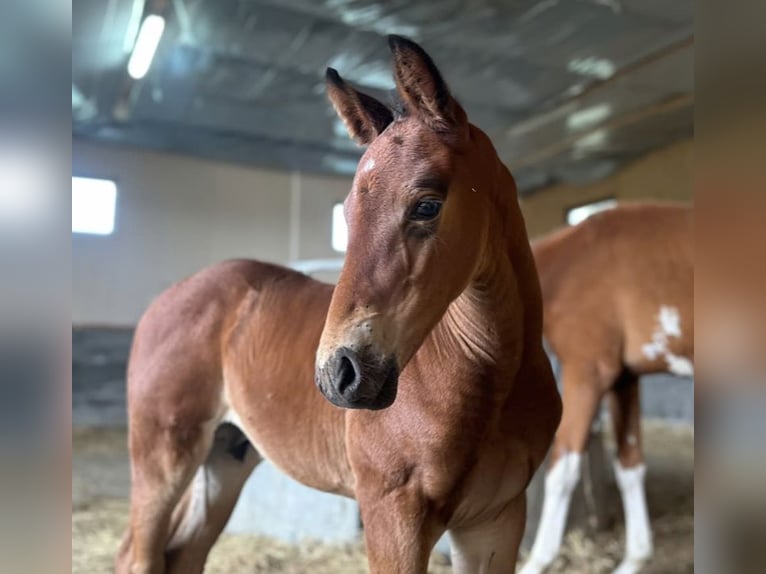 Mecklenburger warmbloed Hengst Veulen (02/2026) 172 cm Bruin in Skogn