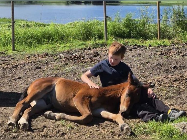 Mecklenburger warmbloed Hengst Veulen (02/2026) 172 cm Bruin in Skogn
