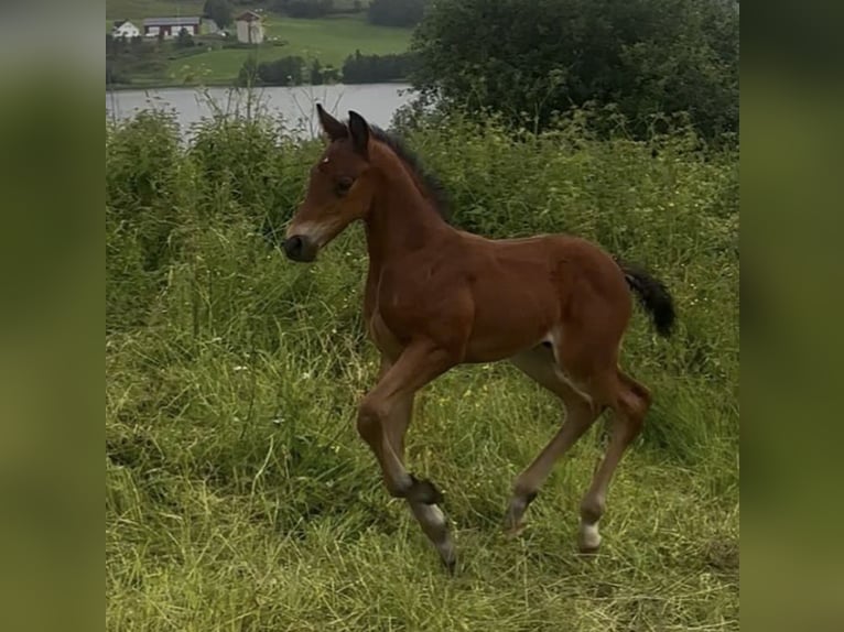Mecklenburger warmbloed Hengst Veulen (02/2026) 172 cm Bruin in Skogn