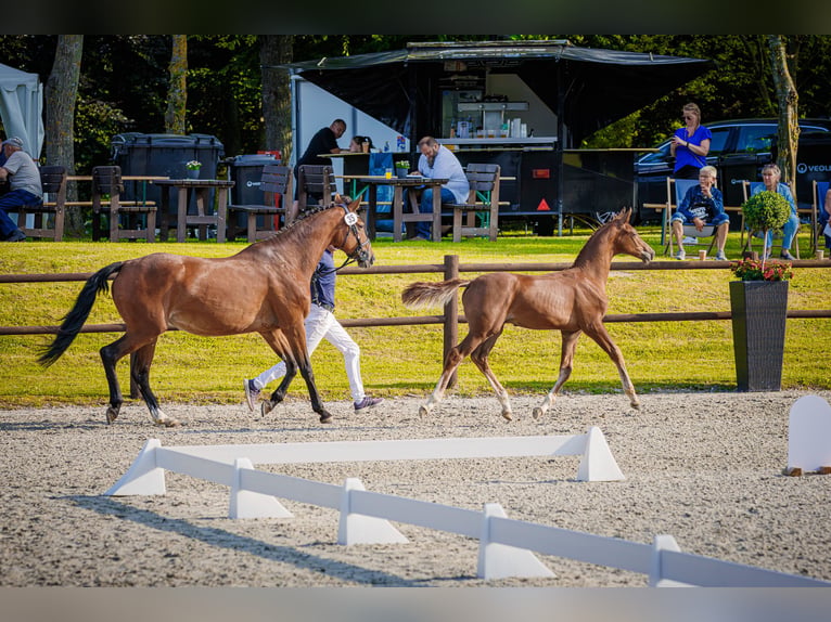 Mecklenburger warmbloed Hengst Veulen (03/2026) 172 cm Vos in Blumenholz