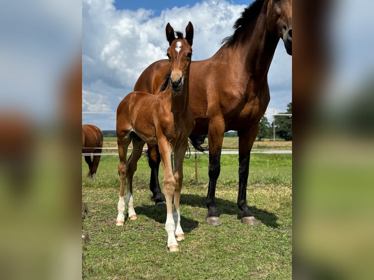 Mecklenburger warmbloed Hengst Veulen (06/2025) 173 cm Bruin in Kladrum