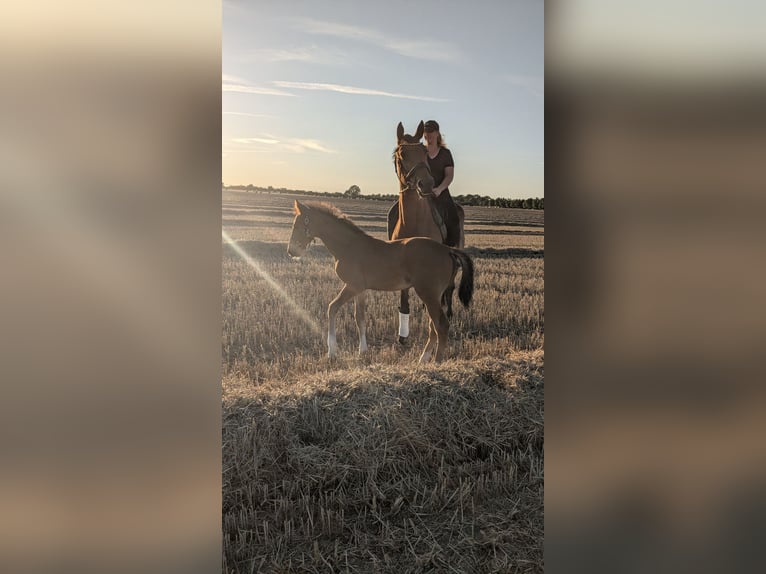 Mecklenburger warmbloed Hengst Veulen (06/2025) 173 cm Bruin in Kladrum