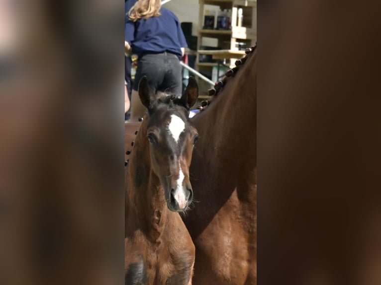 Mecklenburger warmbloed Hengst Veulen (04/2025) Bruin in R&#xF6;bel