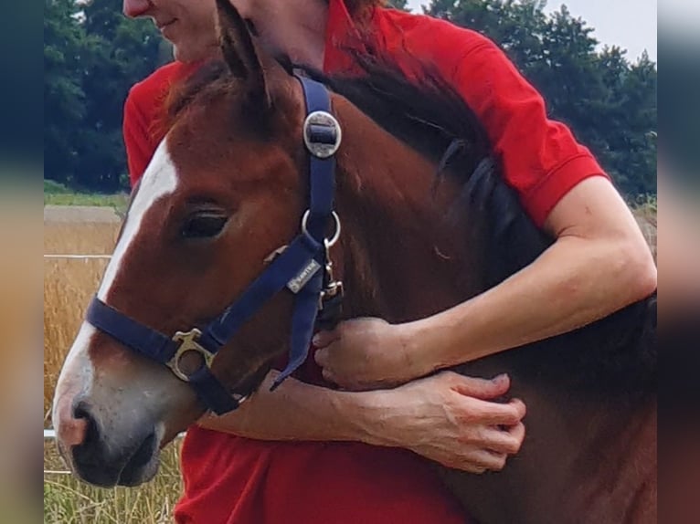 Mecklenburger warmbloed Hengst Veulen (04/2025) Bruin in Luckau