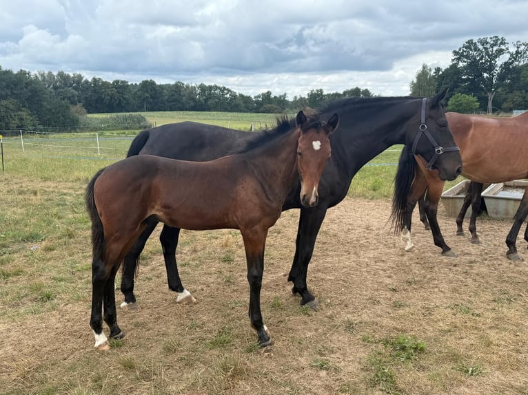 Mecklenburger warmbloed Hengst Veulen (04/2025) Bruin in Blumenholz
